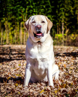 Zeus